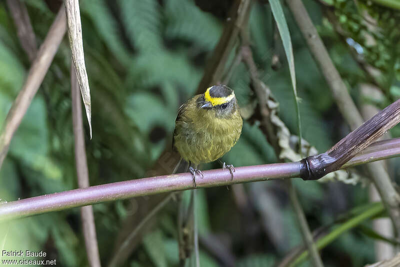 Yellow-bellied Chat-Tyrantadult, close-up portrait, pigmentation