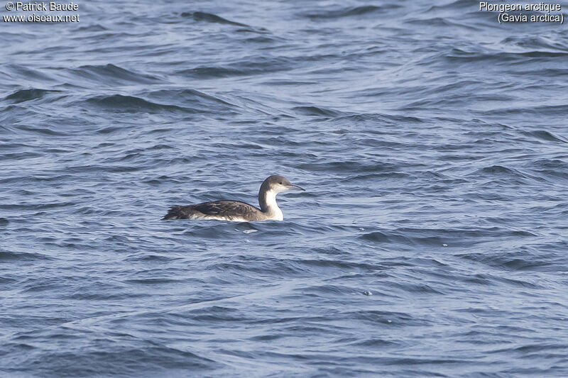 Black-throated Loonjuvenile