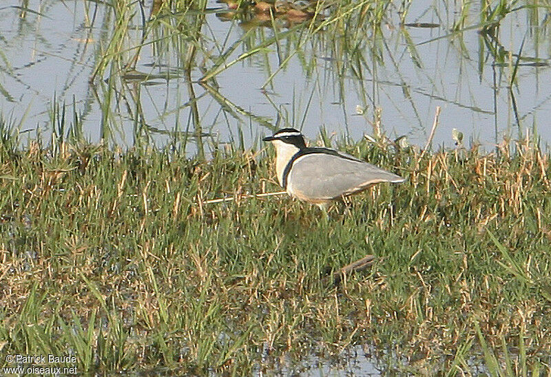 Egyptian Plover