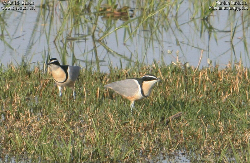 Pluvian fluviatile, identification