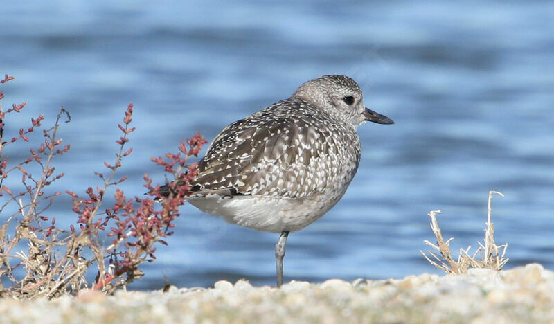 Grey Plover