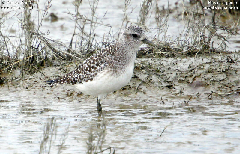 Pluvier argenté, identification