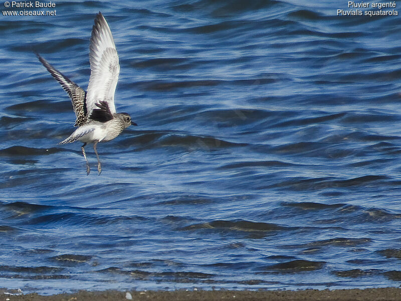 Grey Plover, Flight