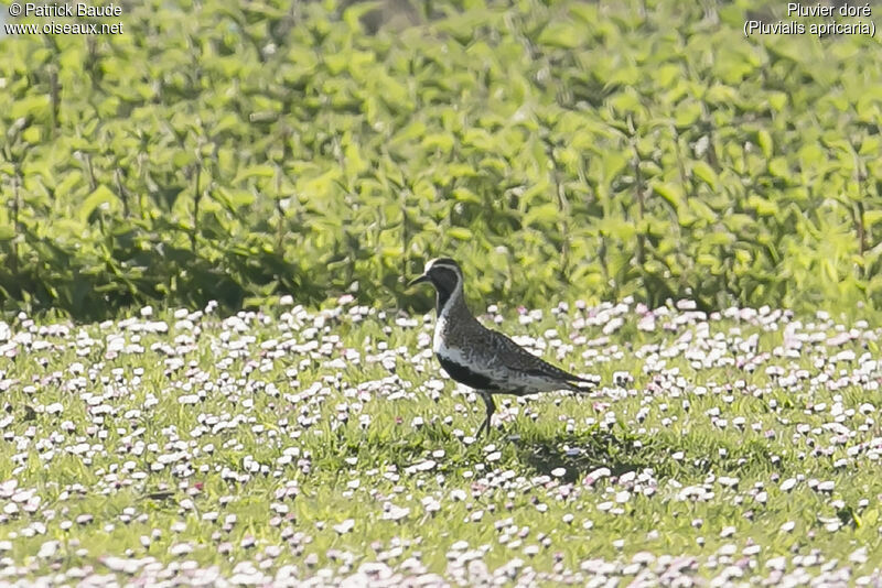 European Golden Plover male adult breeding