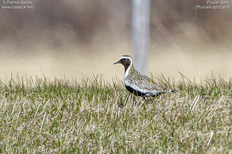 European Golden Plover male adult breeding