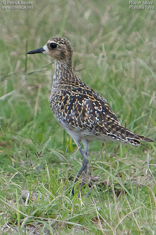 Pluvier fauveadulte, identification