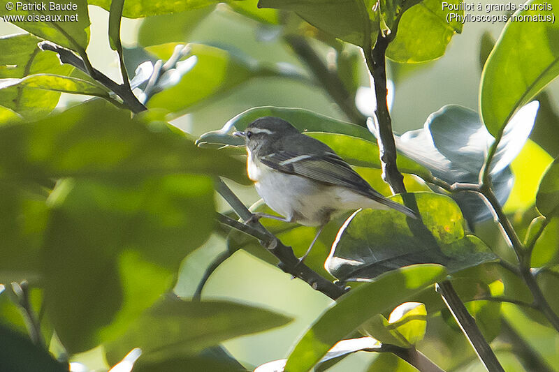 Pouillot à grands sourcilsadulte, identification