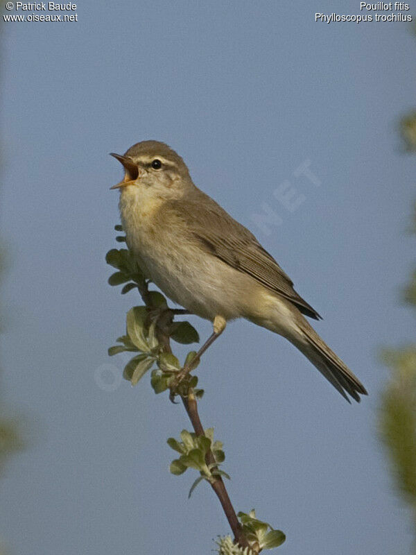 Willow Warbleradult, identification