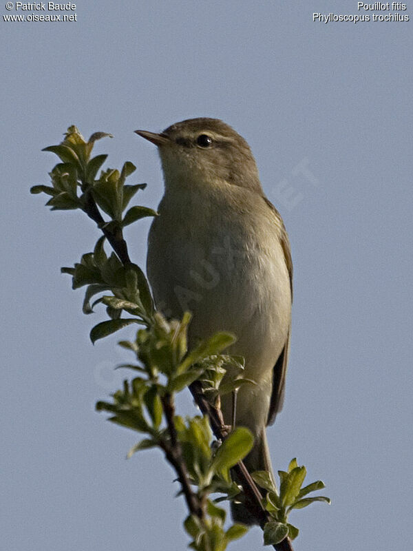 Willow Warbleradult, identification