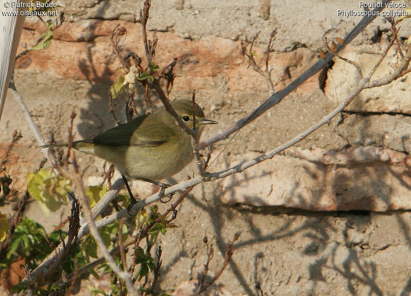 Pouillot véloce, identification, Comportement