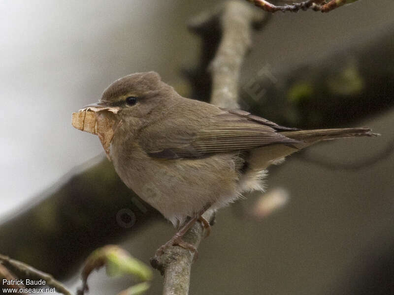 Common Chiffchaffadult, identification, Behaviour