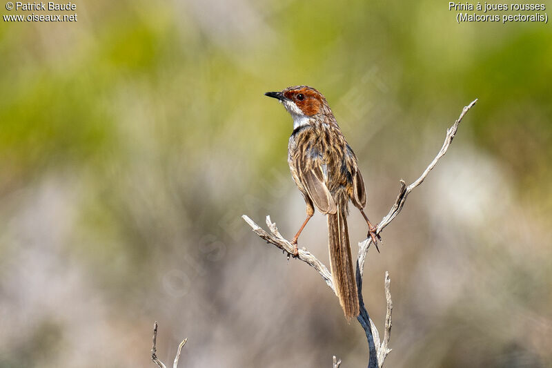 Rufous-eared Warbleradult