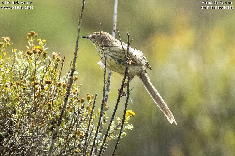 Prinia du Karrooadulte