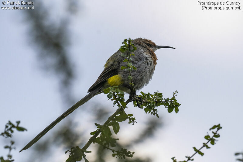 Gurney's Sugarbird female adult