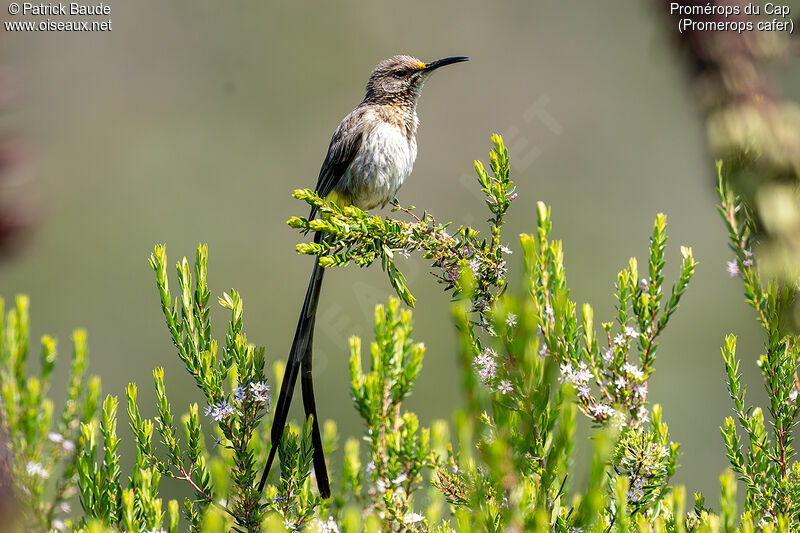 Cape Sugarbirdadult