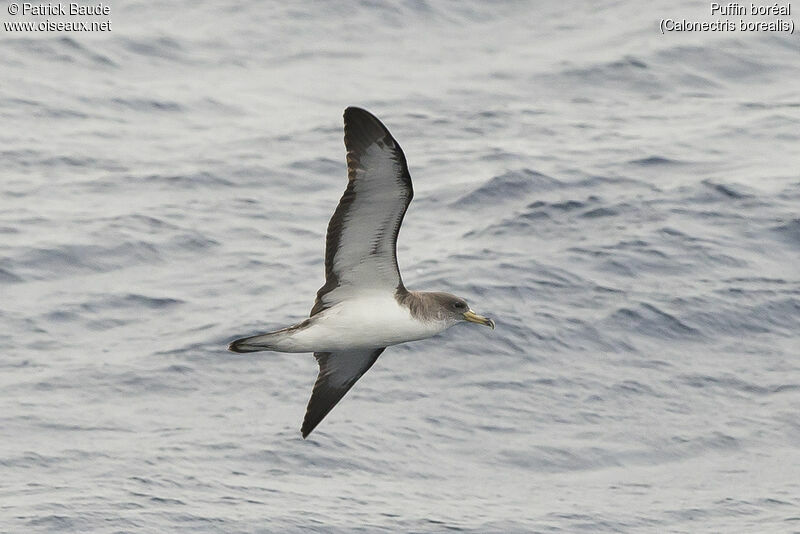 Cory's Shearwateradult, Flight