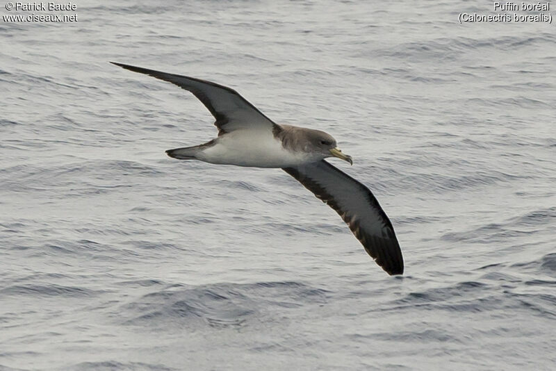 Cory's Shearwateradult, Flight