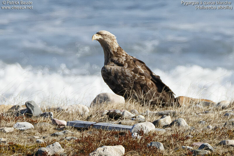 White-tailed Eagleadult