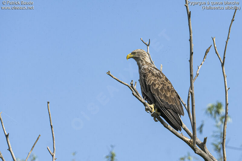 White-tailed Eagleadult