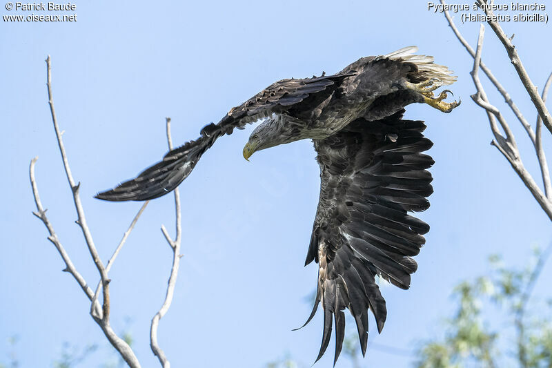 White-tailed Eagleadult