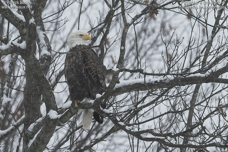 Bald Eagleadult, identification