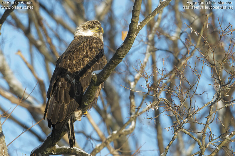 Bald EagleSecond year, identification