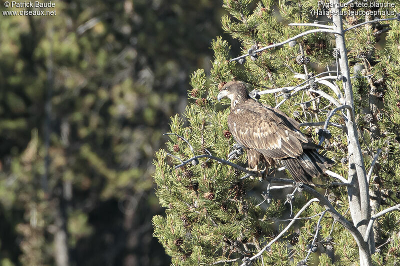 Bald Eaglejuvenile