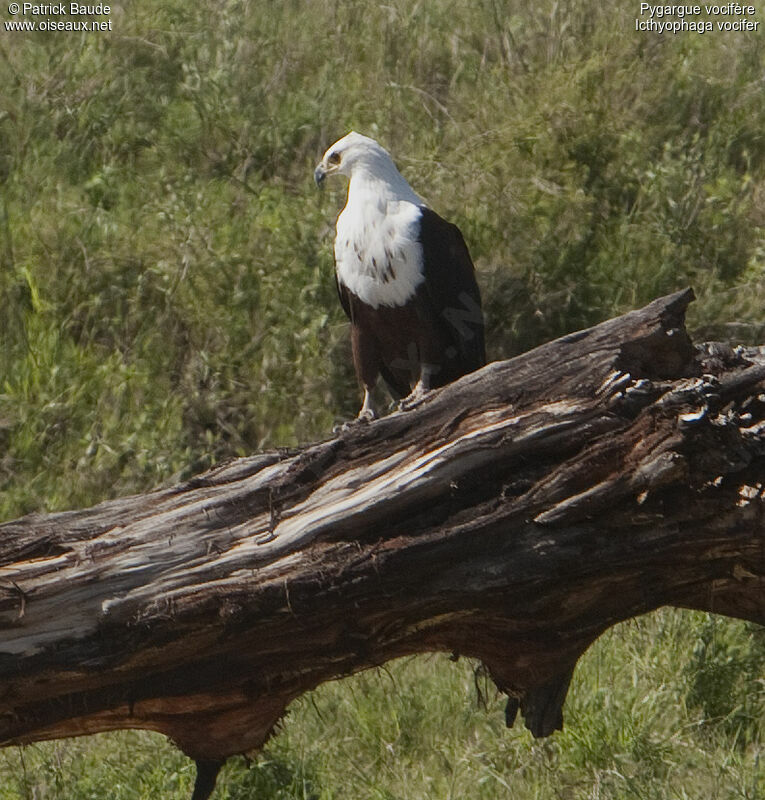 African Fish Eagleimmature, identification