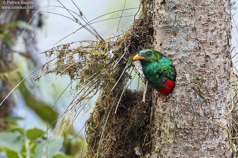 Quetzal doré mâle adulte