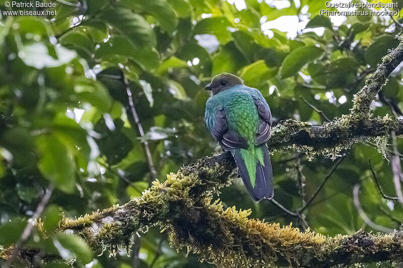 Quetzal resplendissant femelle adulte