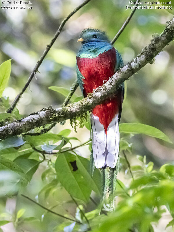 Quetzal resplendissant mâle adulte