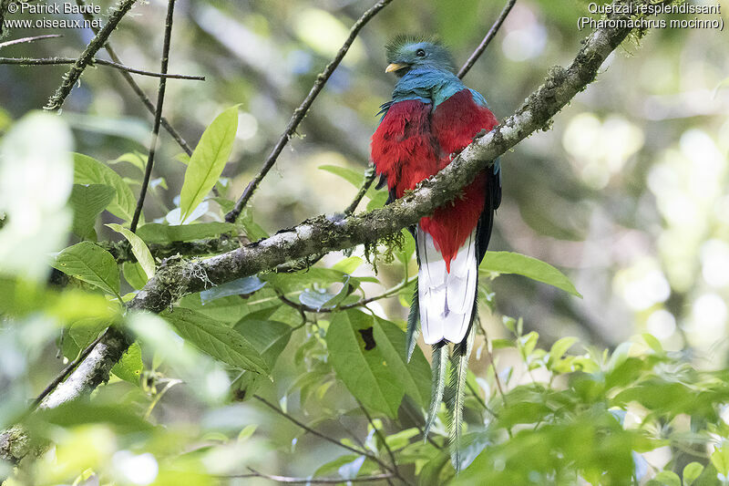 Resplendent Quetzal male adult