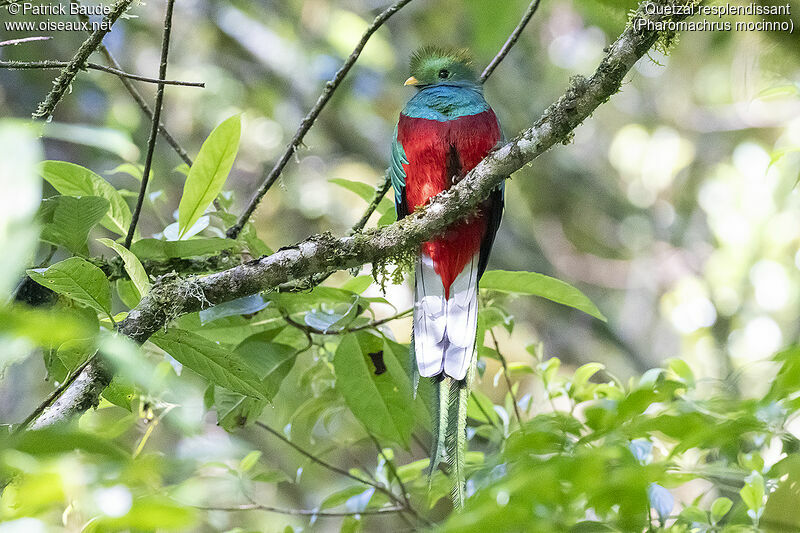 Resplendent Quetzal male adult