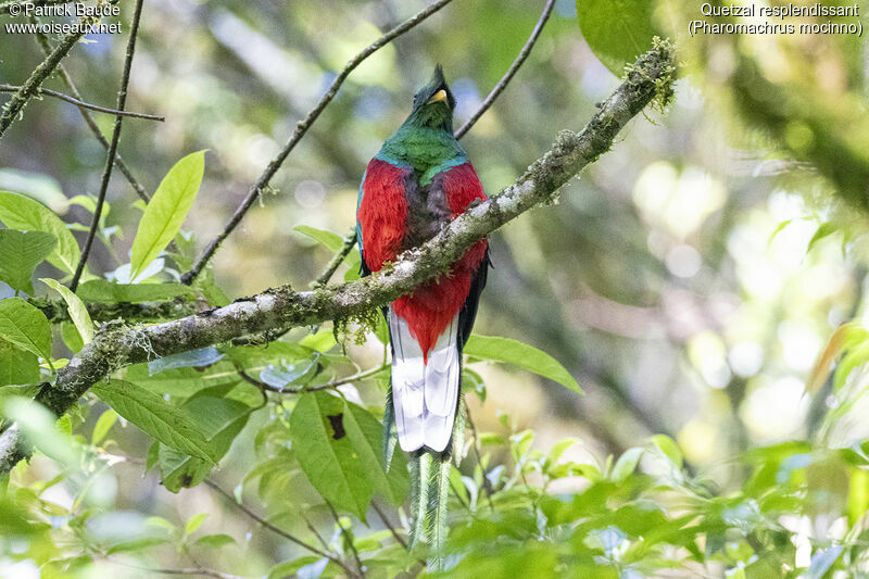 Resplendent Quetzal male adult