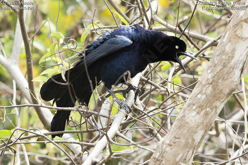 Great-tailed Grackle male adult, identification