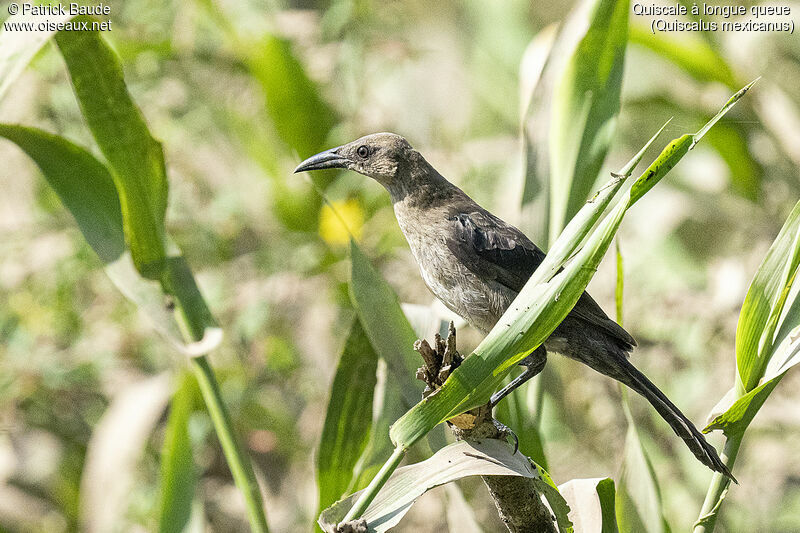 Great-tailed Grackleadult