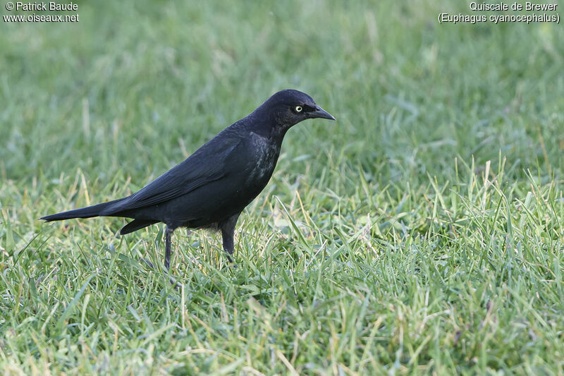 Brewer's Blackbird male adult