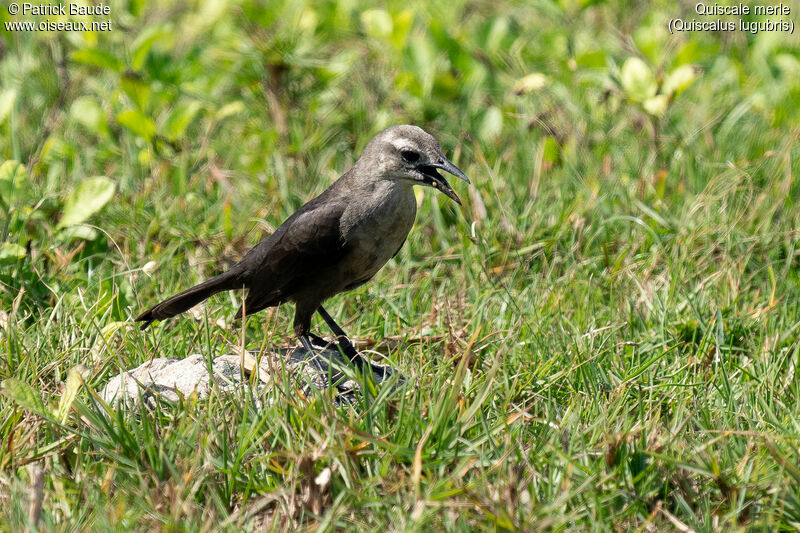 Carib Grackleadult