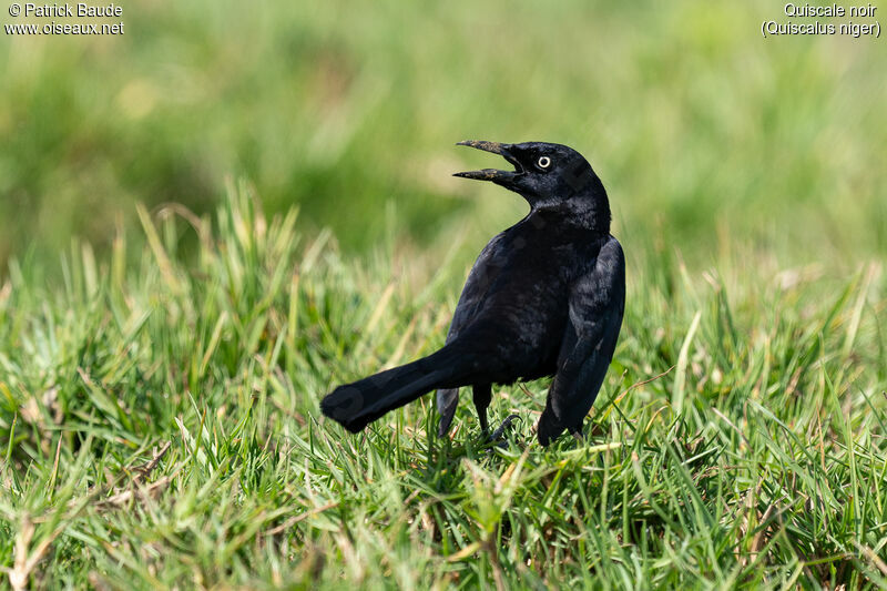 Greater Antillean Grackleadult