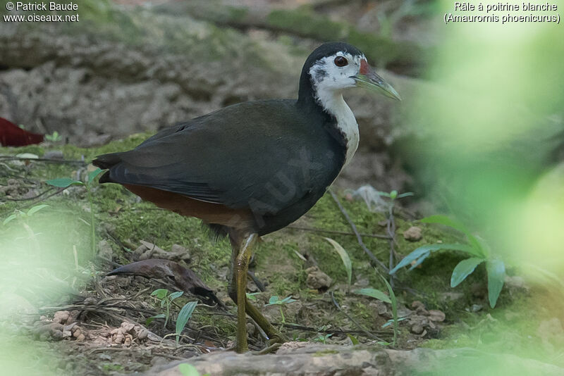 White-breasted Waterhenadult, identification