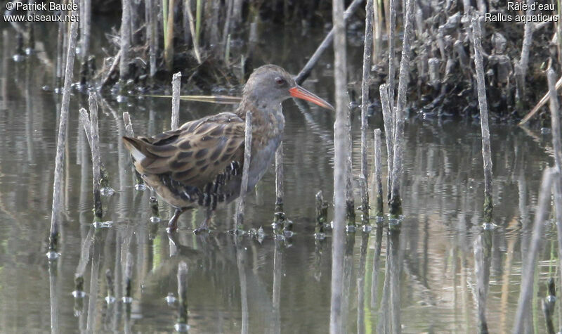 Water Railadult, identification