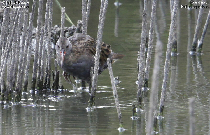 Râle d'eauadulte, identification