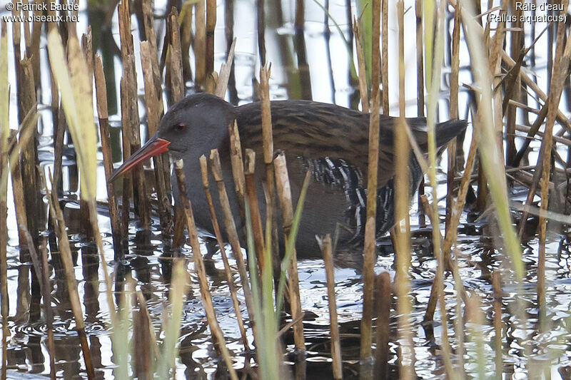 Water Railadult, identification