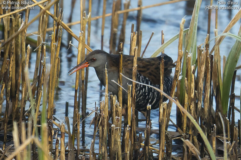 Râle d'eauadulte, identification