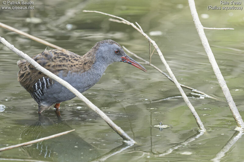 Water Railadult