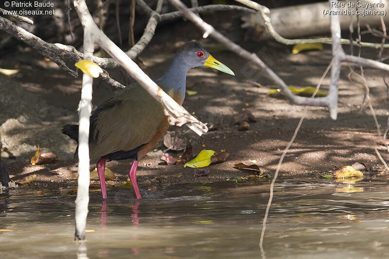 Grey-cowled Wood Railadult, identification