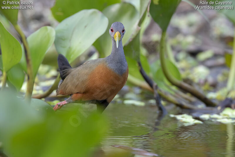 Grey-cowled Wood Railadult