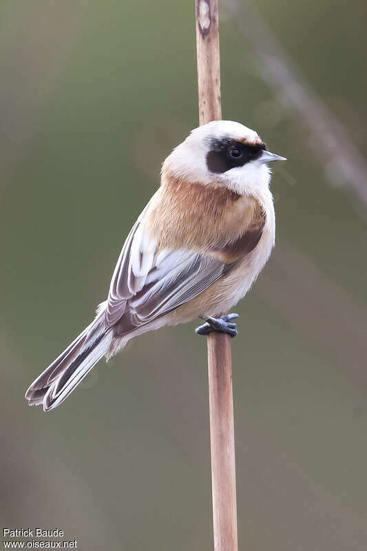 Rémiz penduline mâle adulte internuptial, identification