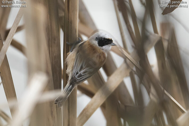 Eurasian Penduline Tit male, identification