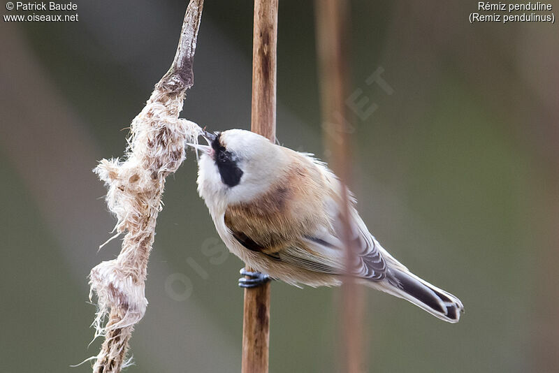 Eurasian Penduline Tit female, identification